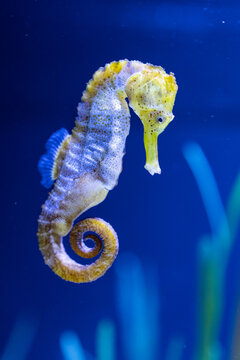 A yellow-spotted seahorse, Hippocampus kuda, swims vertically in an aquarium or marine environment against a deep blue background.