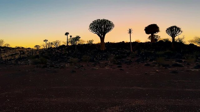 Quiver tree grove in dry desert landscape at sunset