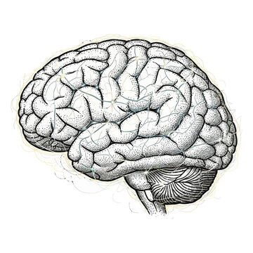 Detailed illustration of a human brain showcasing its intricate structures and convolutions in a medical context