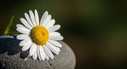 Fototapeta premium Close-up of a single daisy flower with water droplets resting on its white petals on a dark stone