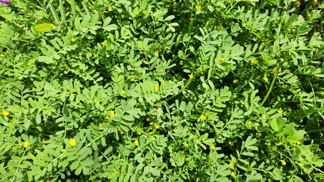 Horseshoe Vetch, likely Hippocrepis unisiliquosa or Securigera parviflora. These are types of flowering plants in the legume family (Fabaceae). 
