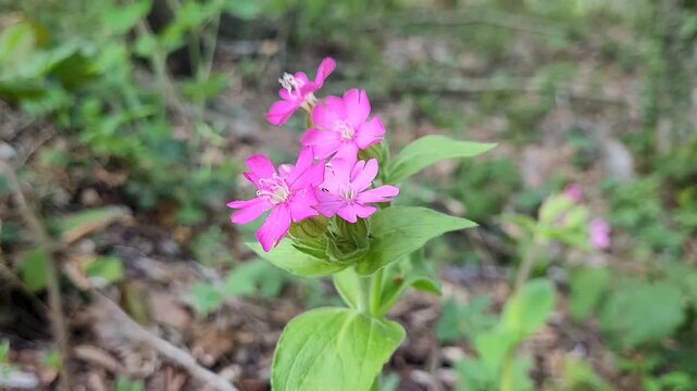 Red campon plant (Silene dioica)