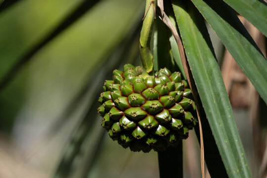 Pandanus fruit in Pamplemousse botanical garden on Mauritius island