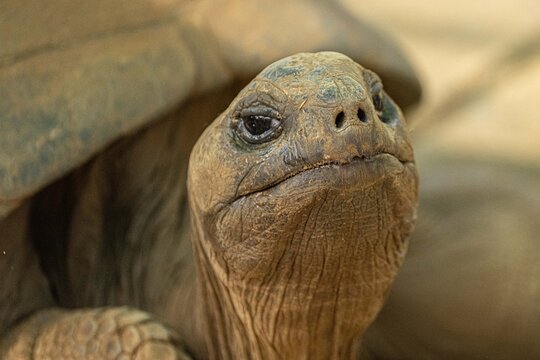 Giant Aldabra tortoise in Pamplemousse botanical garden on Mauritius island