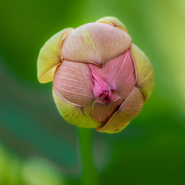 Lotus flower (Nelumbo nucifera) bud in Pamplemousse botanical garden on Mauritius island