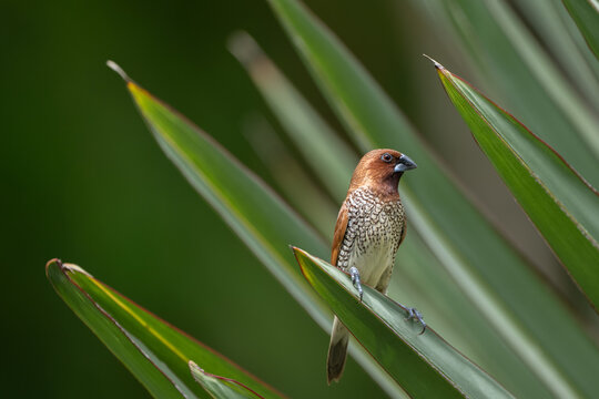 Scaly breasted munia (Lonchura punctulata) in Pamplemousse garden on Mauritius island