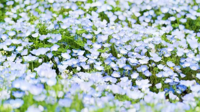 三ツ池公園 満開のネモフィラが咲く風景
