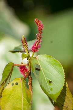 Red acalypha hispida chenille flower blooming in garden.
