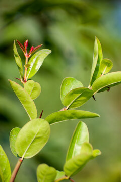 Fresh Carissa carandas karonda fruit on green branch.