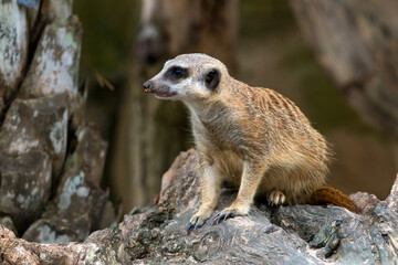 Fototapeta premium Meerkat perched on tree bark looking sideways, alert small mammal in natural habitat, showcasing wildlife behavior, curiosity and vigilance in outdoor environment with detailed fur texture