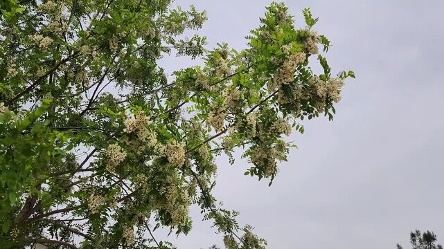 Robinia pseudoacacia, commonly known as black locust, is a medium-sized hardwood deciduous tree, belonging to the tribe Robinieae of the legume family.