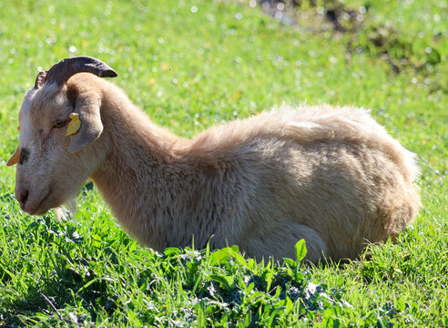 Young brown goat lying down and resting on lush green grass in a sunny meadow.