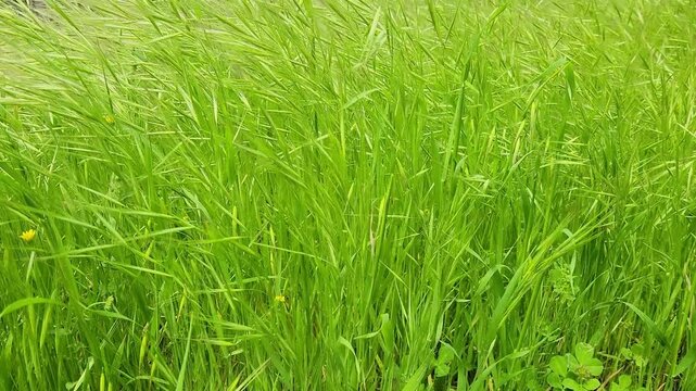 A type of brome grass (Bromus  spp) .  These grasses are often considered troublesome weeds in grain fields and prairies, as they compete with native plants for water and nutrients. 