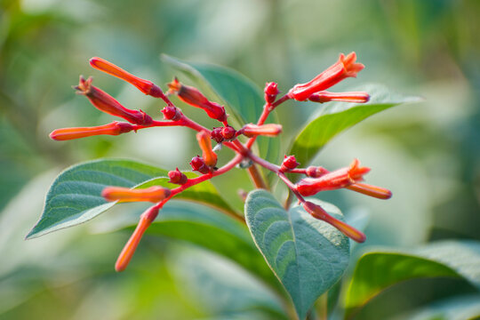 Orange Hamelia patens firebush flower buds.