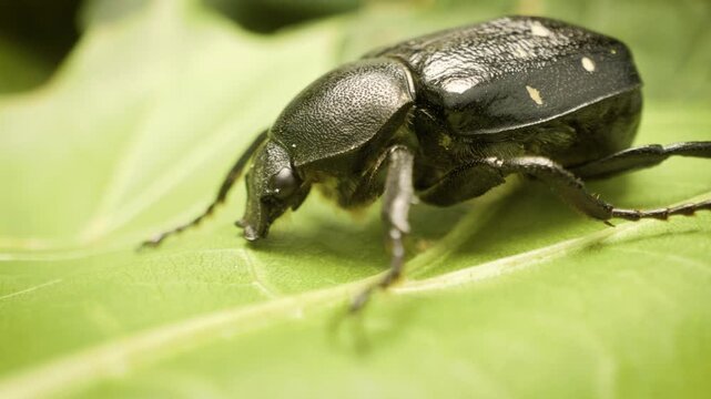 Variable chafer (Gnorimus variabilis) on a leaf, detailed macro insect	