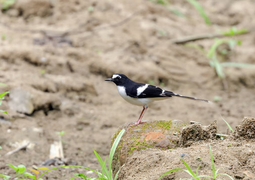 Black-backed forktail rests on the rock