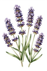 Fototapeta premium Lavender Flowers in Watercolor Botanical Illustration
