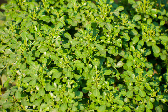 Green Pilea microphylla artillery plant foliage.