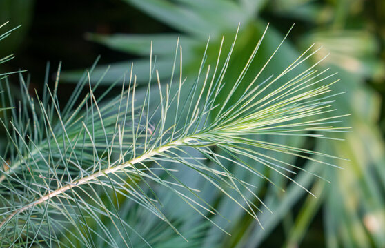 Pinus palustris longleaf pine branch with needles.