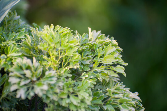 Variegated Polyscias fruticosa ming aralia leaves.