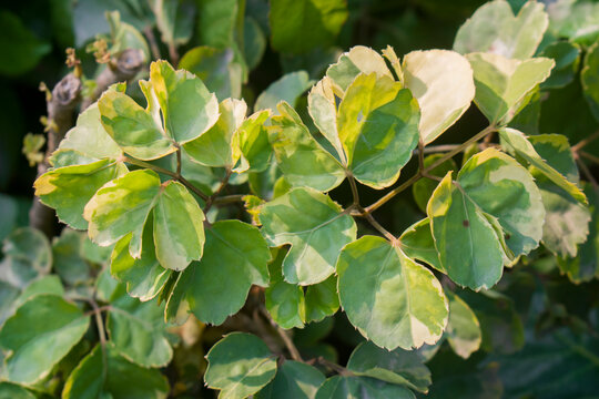 Green polyscias aralia plant leaves in garden.