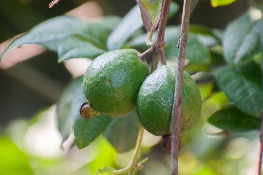 Green Psidium guajava guava fruit on tree branch.