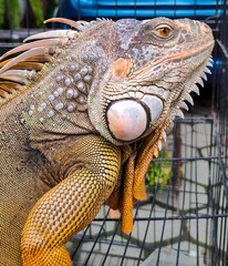 Obraz premium old red iguana on the cage