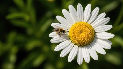 Fototapeta premium A bee collecting nectar from a beautiful white daisy flower in a garden