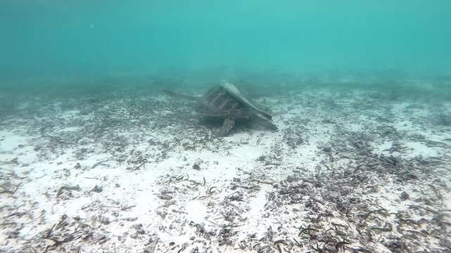 The green sea turtle (Chelonia mydas) with cleane fish is greazing on seagrass. Green sea turtles have a variety of parasites including barnacles, leeches, protozoans, cestodes, and nematodes. 