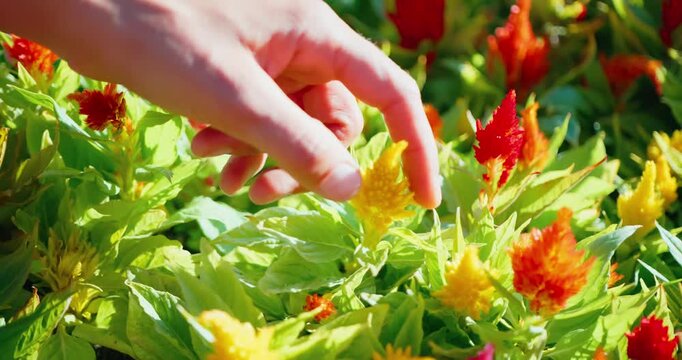 Hand Touching Colorful Celosia Flowers in a Garden
