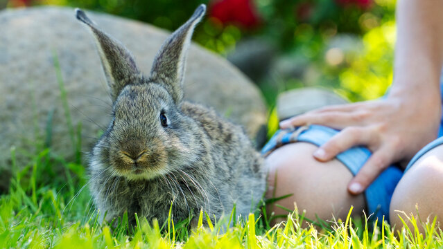 Gentle rabbit sits in grass, alert and calm
