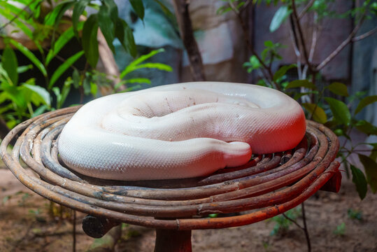 White albino python coiled on a wooden perch in a terrarium