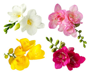 Naklejka premium Freesia flowers in different colors isolated on white, set