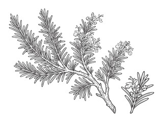 Fototapeta premium Rosemary vector illustration: aromatic herb branch with needle-like leaves and tiny flowers.