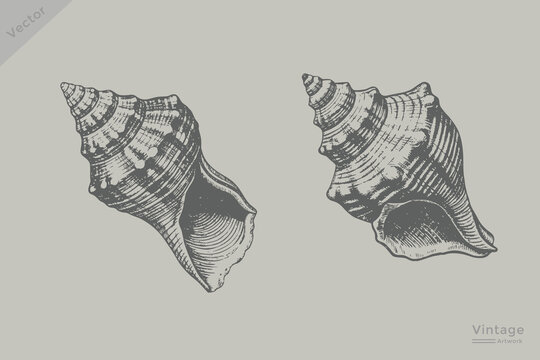 Hand drawn Seashells collection vintage marine sketch illustration set. Vintage engraving style ocean beach element shell