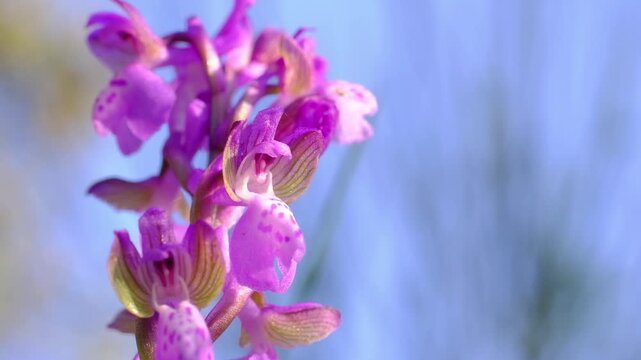 wild orchid