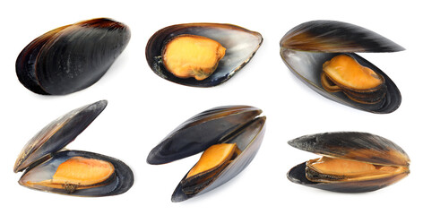 Fresh mussels isolated on white, collage. Sea food © New Africa