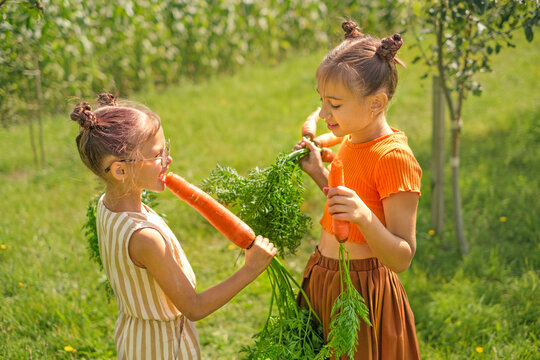 The children harvested ripe carrots. The girls are eating fresh carrots picked in the garden. Healthy eating, including vegetables in the diet
