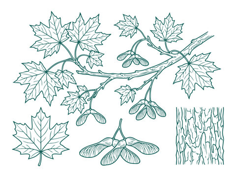 Maple tree branch with leaves and winged seeds vector illustration set isolated on white background.