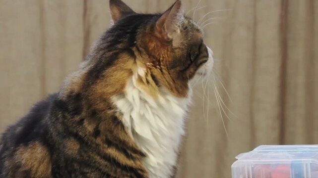 Chat domestique tigr&eacute; et blanc aux yeux grands ouverts sur un bureau, expression curieuse dans un int&eacute;rieur