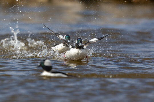 Male Bufflehead ducks in aggressive territorial fight on water