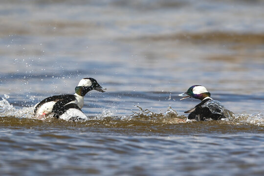 Male Bufflehead ducks in aggressive territorial fight on water