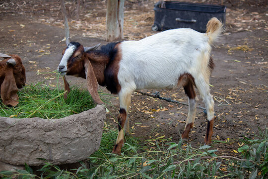 Goat eating green fodder from container in rural farmyard livestock feeding agriculture scene