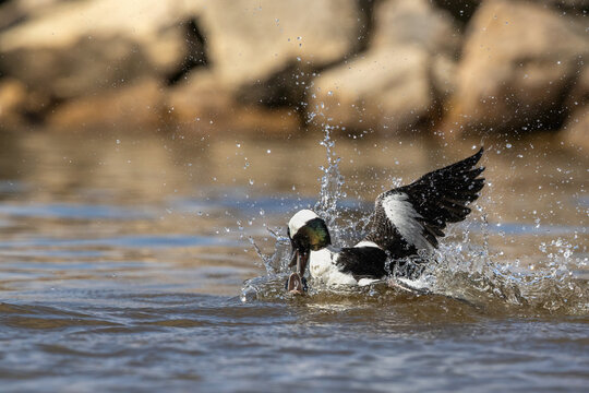 Male Bufflehead ducks in aggressive territorial fight on water