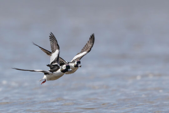 Male Bufflehead ducks in side-by-side aggressive flight over water