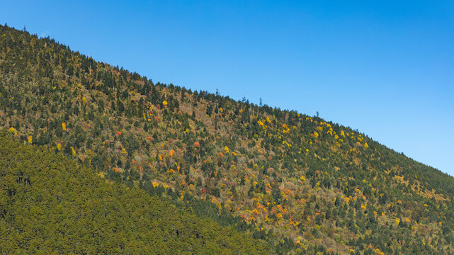 Colorful autumn forest with clear blue sky.