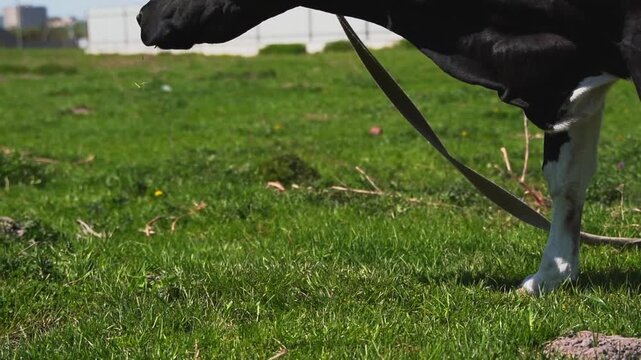Black and white holstein dairy cow grazing on a green grass pasture and chewing cud under a clear blue sky on a sunny day