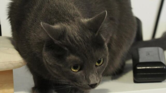 Chat domestique &eacute;caille de tortue en alerte, regard concentr&eacute; de profil dans un int&eacute;rieur moderne