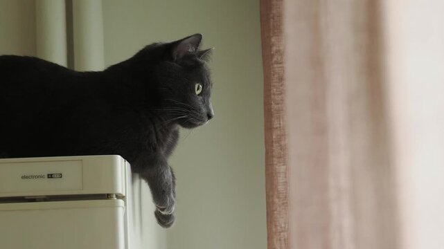 Chat domestique gris allong&eacute; sur un r&eacute;frig&eacute;rateur, observant par la fen&ecirc;tre en lumi&egrave;re naturelle, sc&egrave;ne de vie int&eacute;rieure