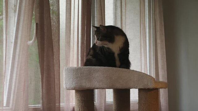 Chat domestique assis sur un arbre &agrave; chat devant une fen&ecirc;tre, regardant l&rsquo;ext&eacute;rieur &agrave; travers des rideaux en lumi&egrave;re naturelle douce